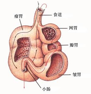 牛肚是牛的哪个部位图片