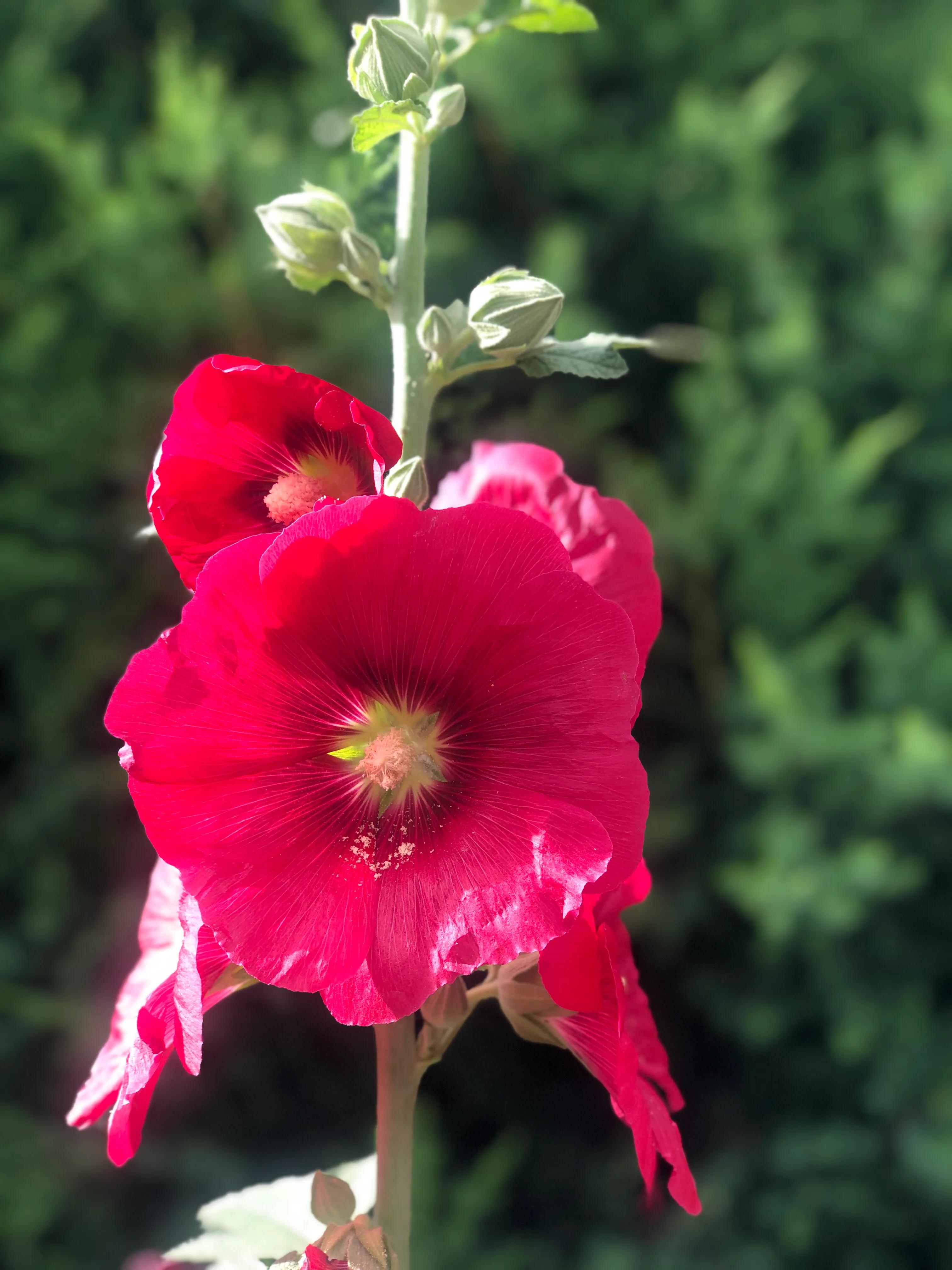 花無百日紅 卻有重開日 人無再少年 更無千日好 珍惜花開風景 老白瞬間掠影 Mdeditor