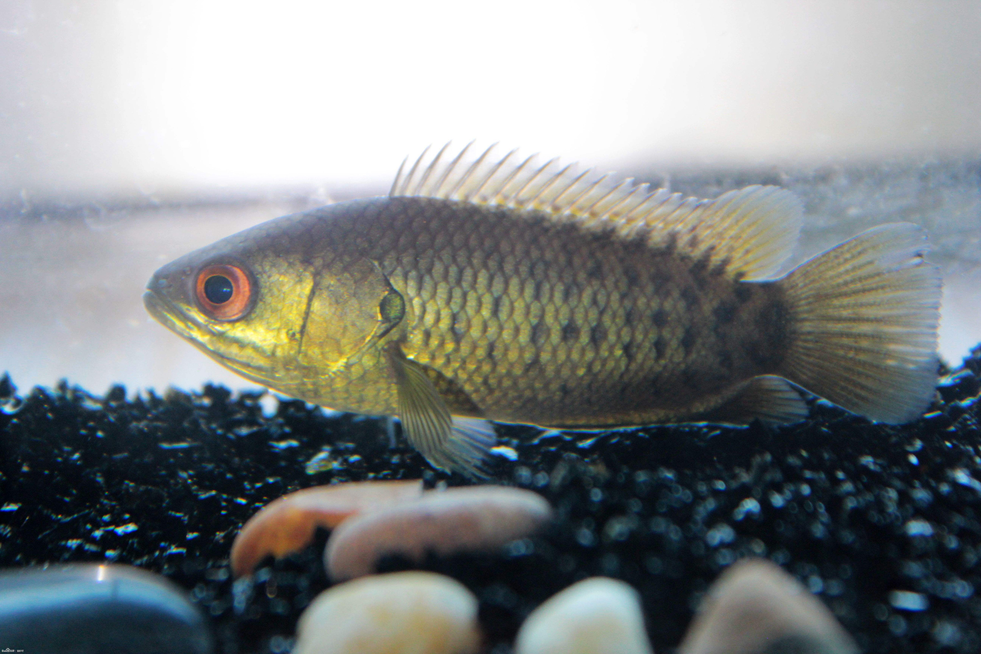 攀鲈过山鲫生命力顽强离水一周不死能在陆地上爬行的鱼