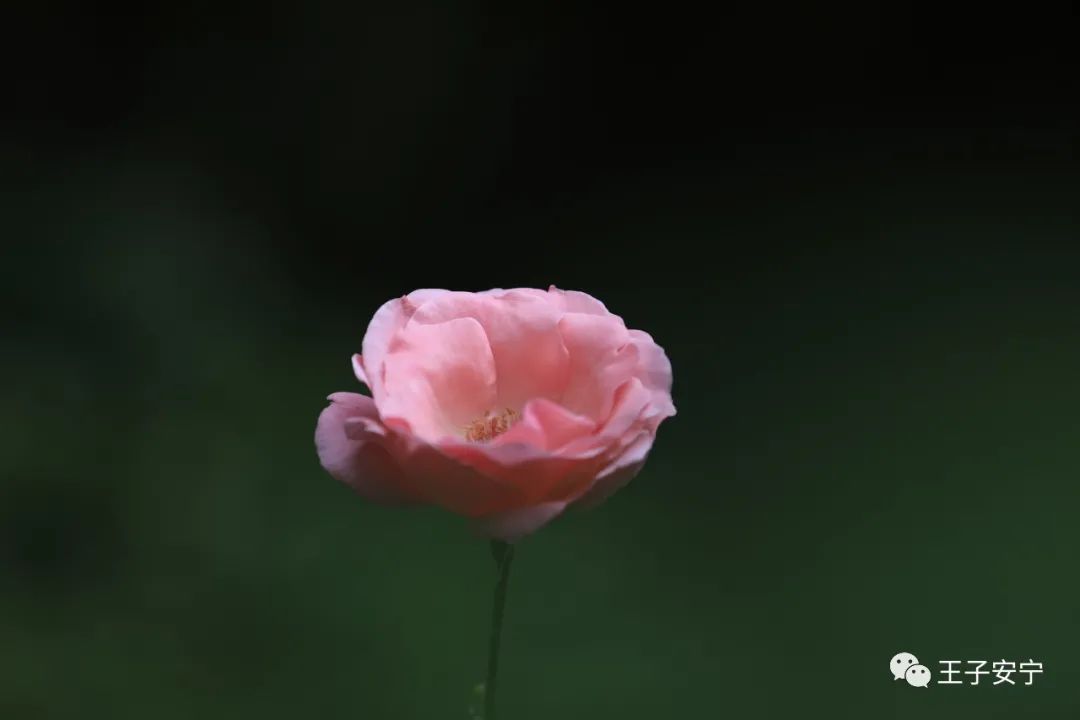 初夏花辰 生命喜悦 讀靜齋主 Mdeditor