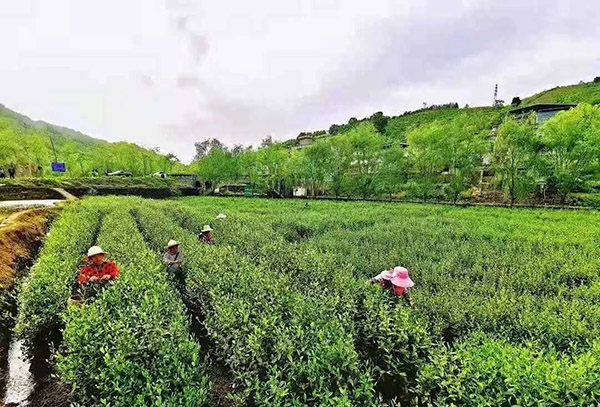 扶持300万！汉滨区着力打造中国富硒茶交易中心