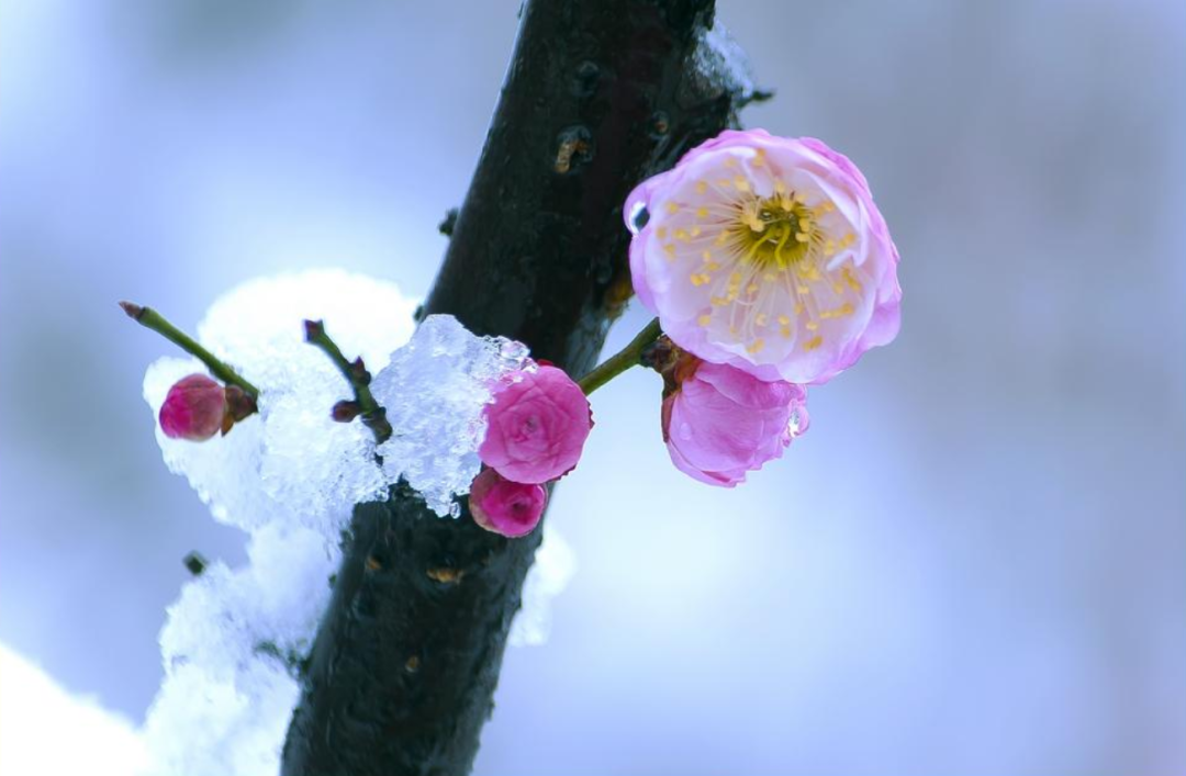 十二首寒梅的古诗词，见证梅花的不畏严寒，傲霜斗雪！​-第3张图片-非凡网