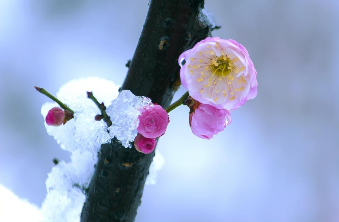 十二首寒梅的古诗词，见证梅花的不畏严寒，傲霜斗雪！​-第3张图片-诗句网