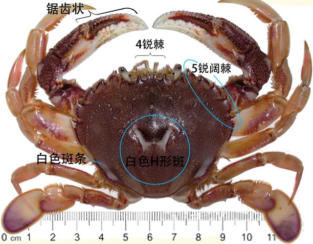 蟹考记（二）——图鉴全球各种常见食用蟹A