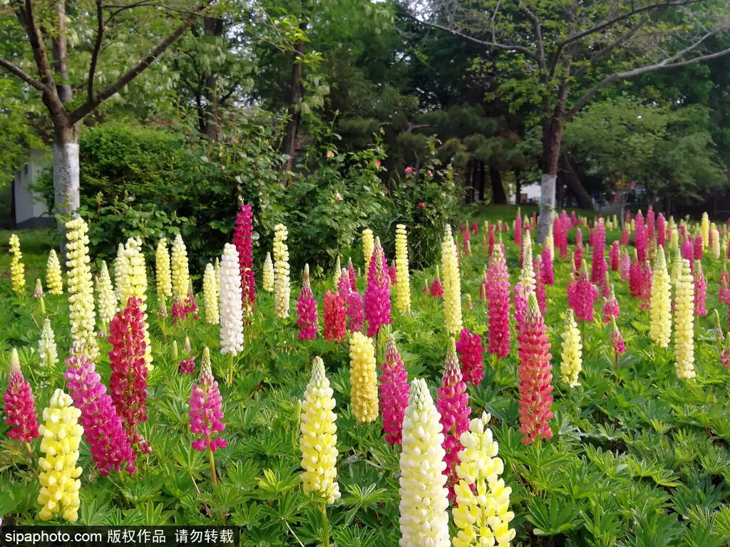 太實用了 北京初夏浪漫賞花手冊 五月花神 霸氣登場 大多數居然都免費 北京旅遊網官方號 Mdeditor