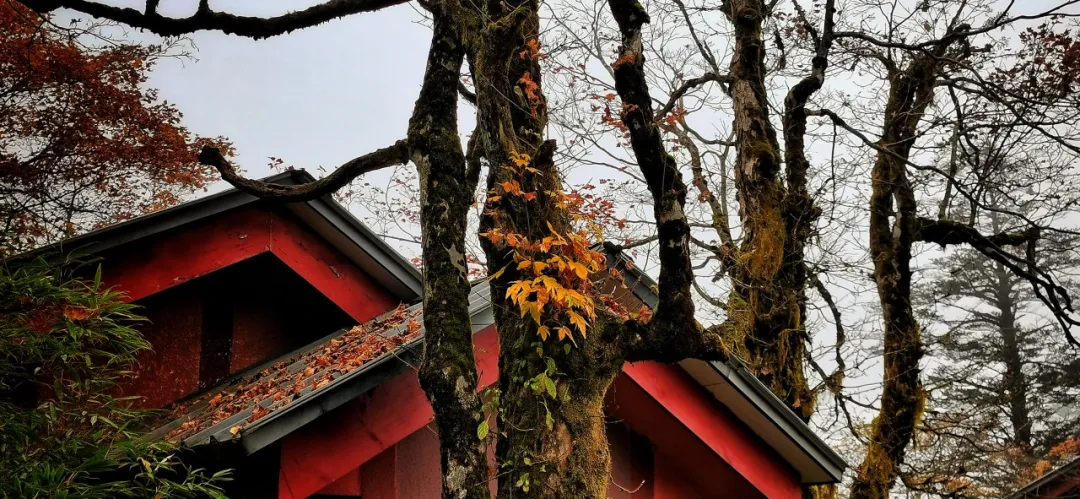 没想到,峨眉山以这样的方式告别秋天