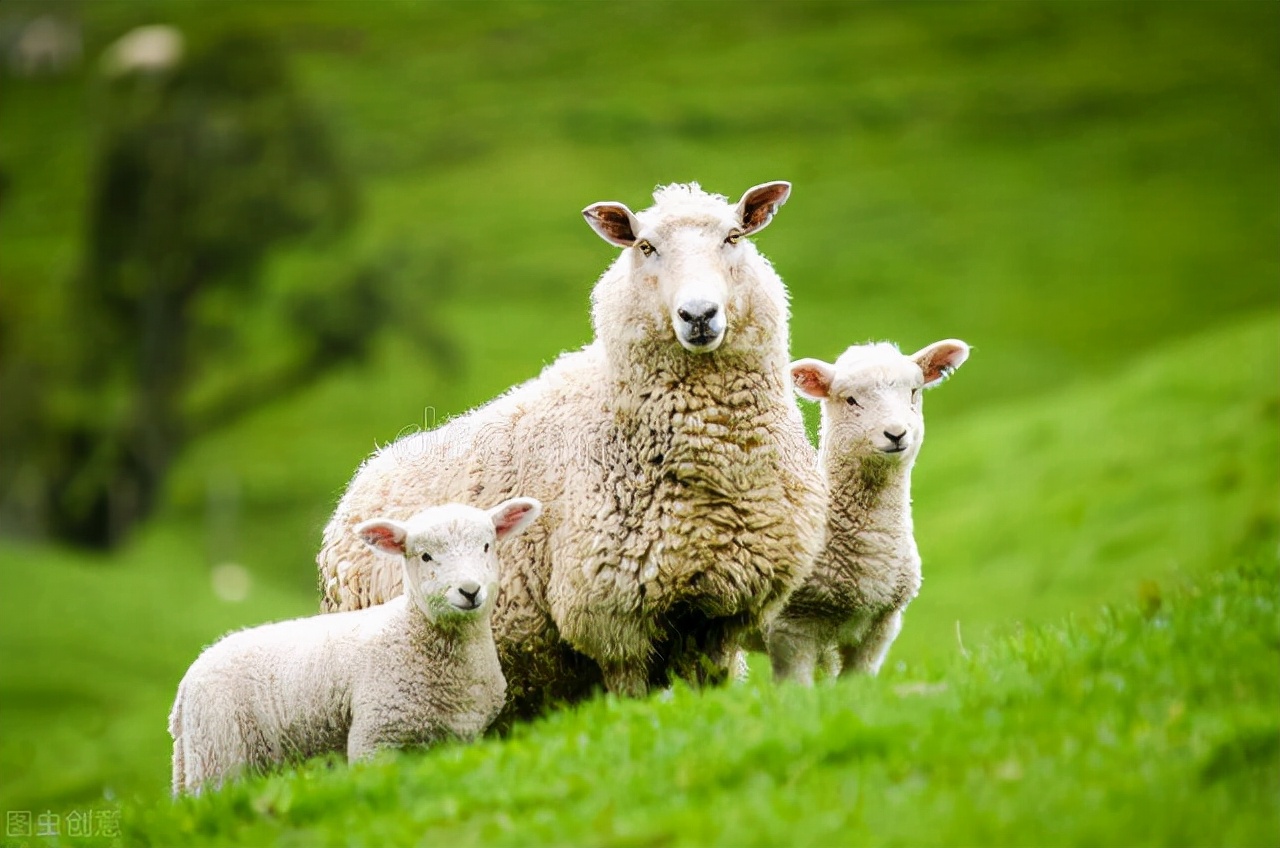 秋配的好季节，母羊总是不发情让人头疼，母羊不发情的原因是什么