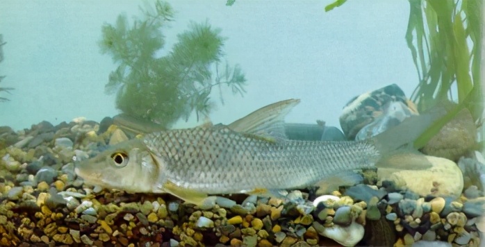 (重唇鱼)hemibarbus labeo (pallas)36唇47 鲤科acanthorhodeus