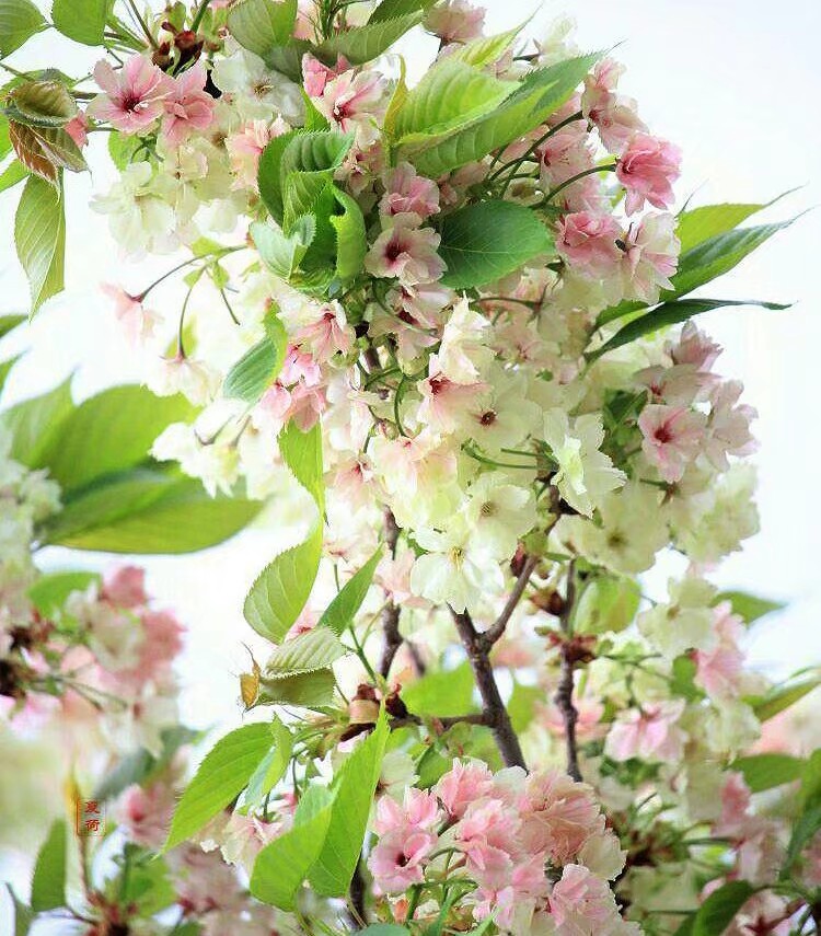 You had seen precious is rare cherry of rare the root-tuber of aromatic turmeric