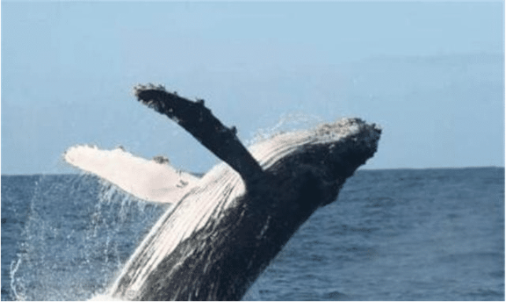 日本为啥坚持捕杀鲸鱼？不是为了吃，真正意图值得全世界注意