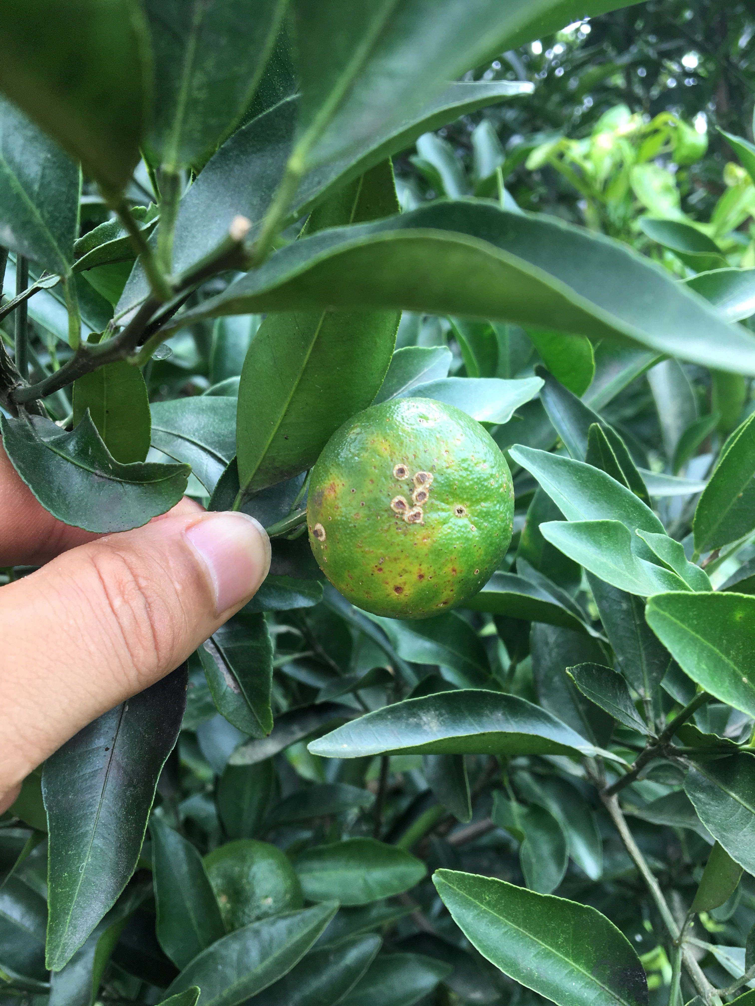 柑橘砂皮病严重影响果实的商品价值综合防治有利于丰产优产