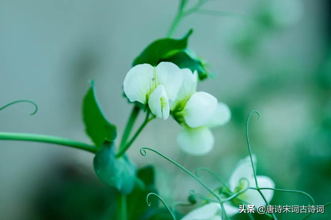 青杏尚小豆荚肥