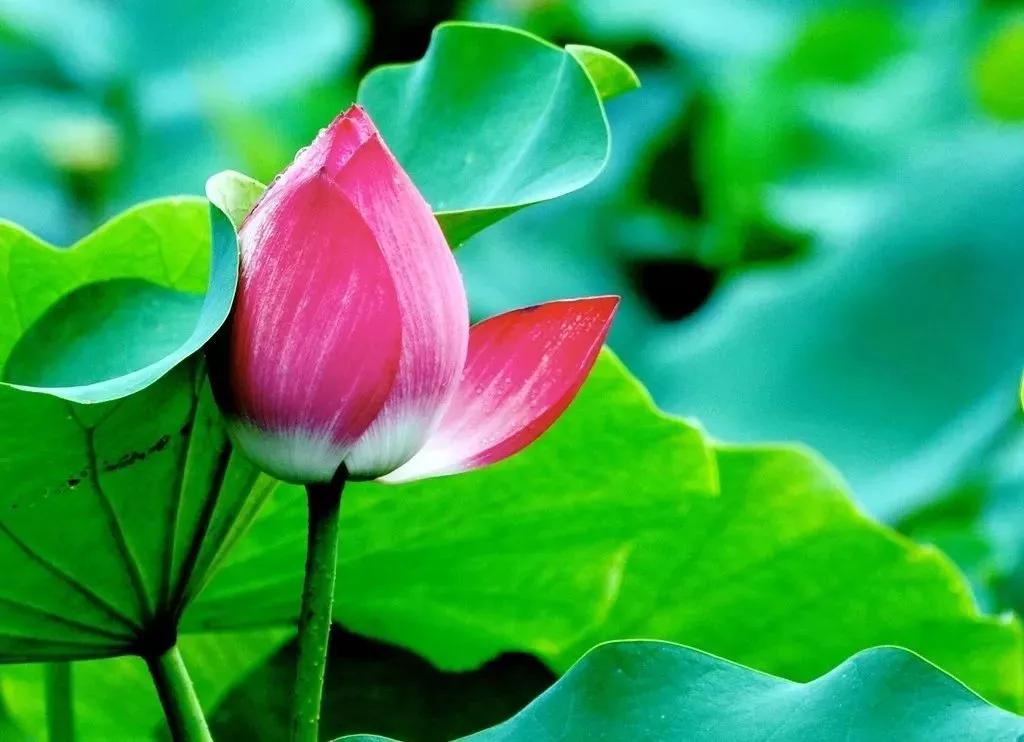 中醫治療和氣功鍛煉都是在做同一件事情？ 懂得這個道理少走彎路