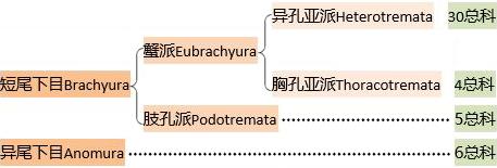 蟹考记（二）——图鉴全球各种常见食用蟹A