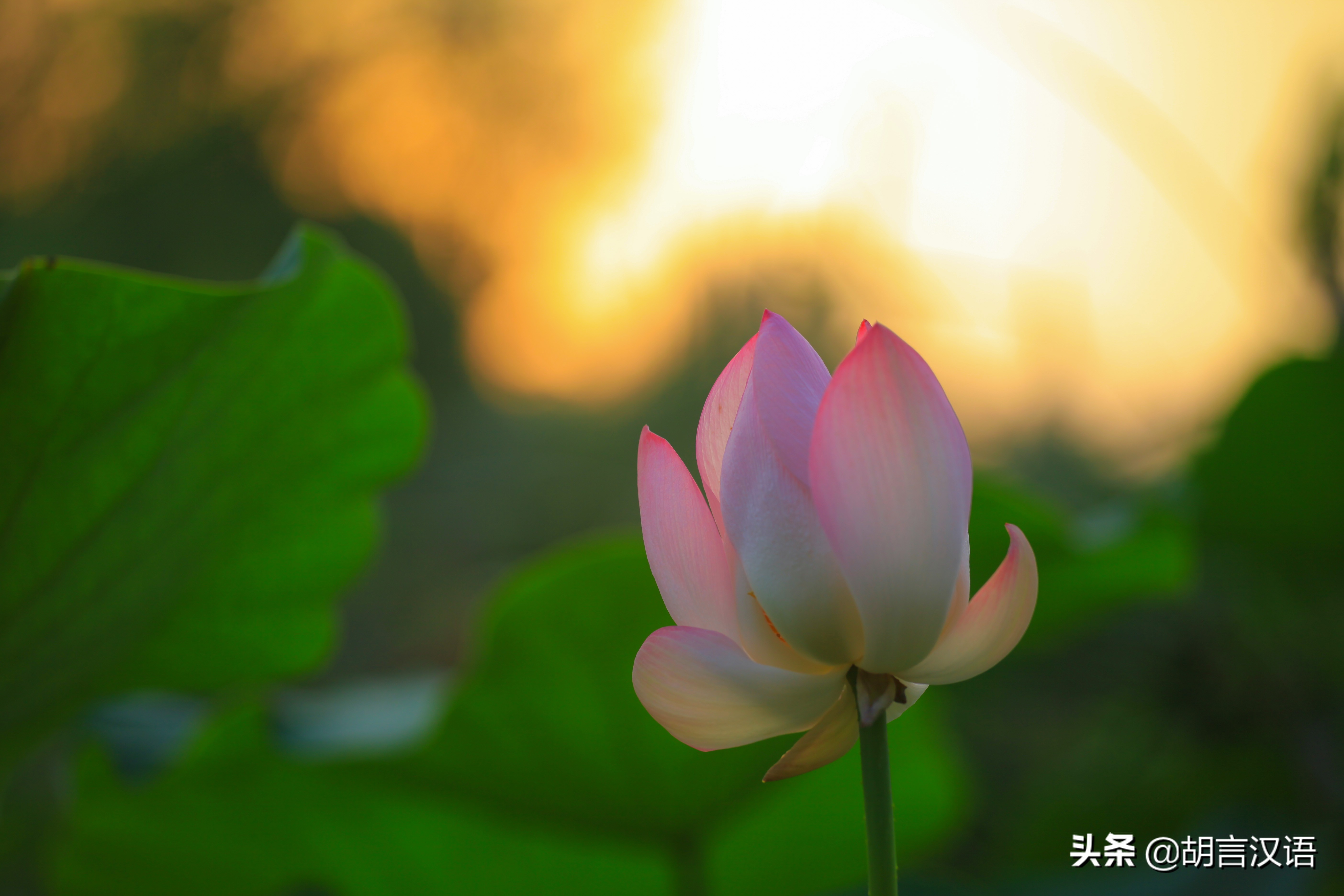 一花一世界，水中君子——荷花； 不染不妖的莲花；