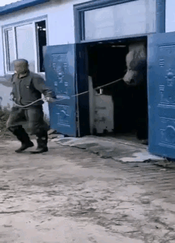 誰說“瘦死的駱駝比馬大”？這種馬比駱駝大多了！拉力堪比小貨車