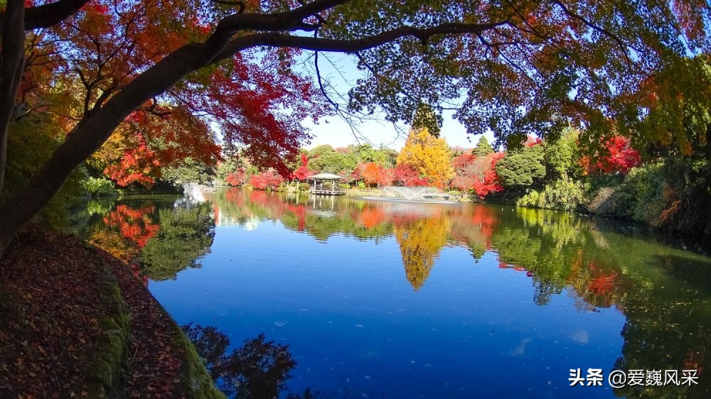 觀賞日本高岡古城公園的秋葉 領略秋天神奇的色彩 中國熱點