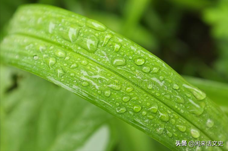 杨万里在小雨中写的一首诗，幽默风趣，把自然之美写得无以伦比-第4张图片-非凡网