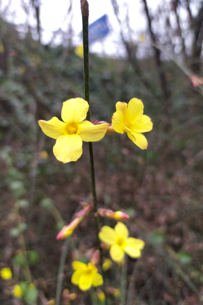 迎春花開 漢江客 Mdeditor
