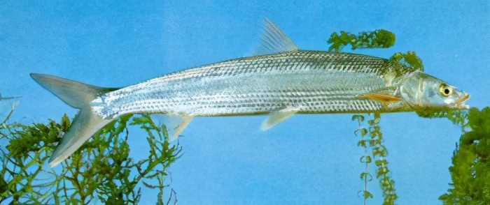 中国淡水鱼图集一489