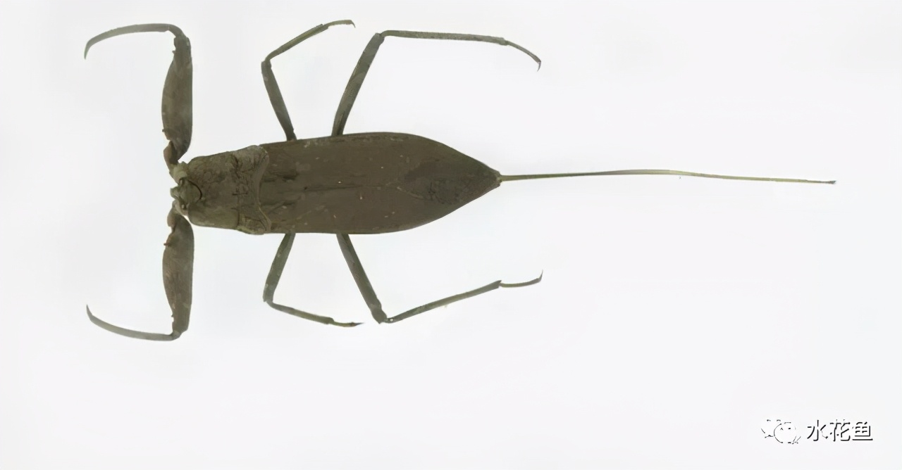 蝎蝽科 (nepidae )昆虫的总称.体长35毫米,黄褐色.