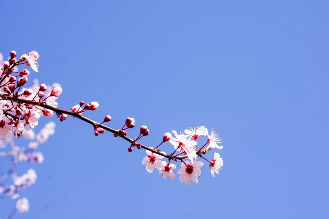 杜甫笔下的春天，一首一个心境，看尽人生哲理-第5张图片-诗句网