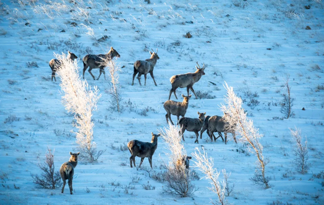 Chifeng, Inner Mongolia, northeast or north China?