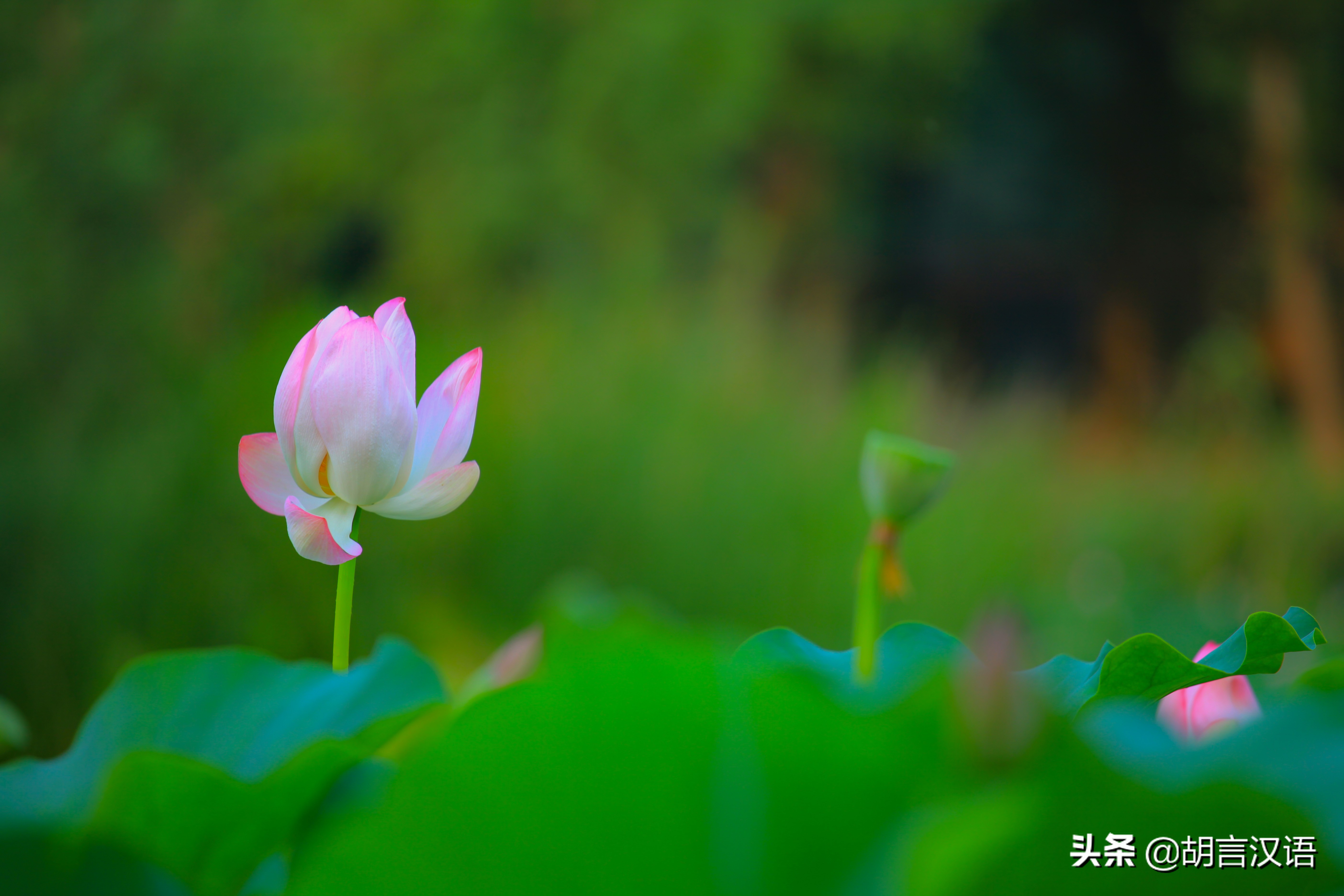 一花一世界，水中君子——荷花； 不染不妖的莲花；