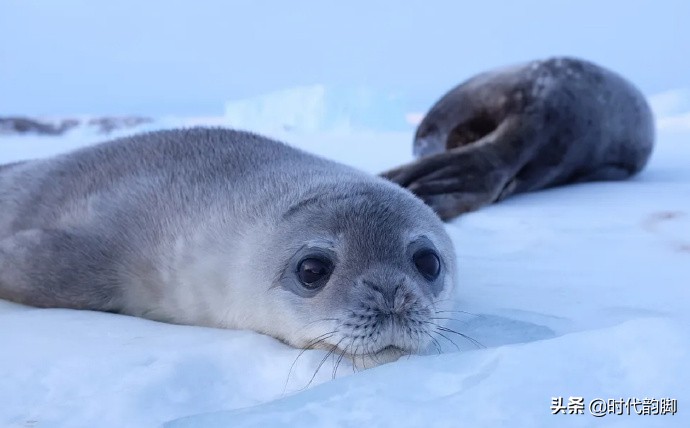 Go to work in antarctic: Of penguin, whale and expeditionary team member daily