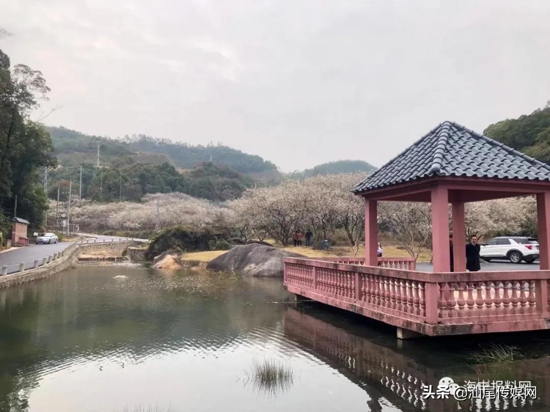 太美了！海丰这里藏着一大片白色如雪的梅花海，竟没人知道…