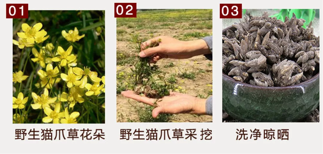 它长得像猫爪子，却是一味治疗结节的良药