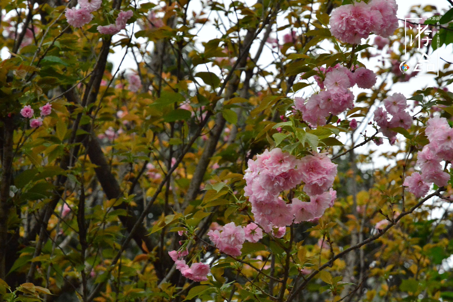 5分钟！我从重庆大礼堂跑到中山四路，梯坎越陡越省时