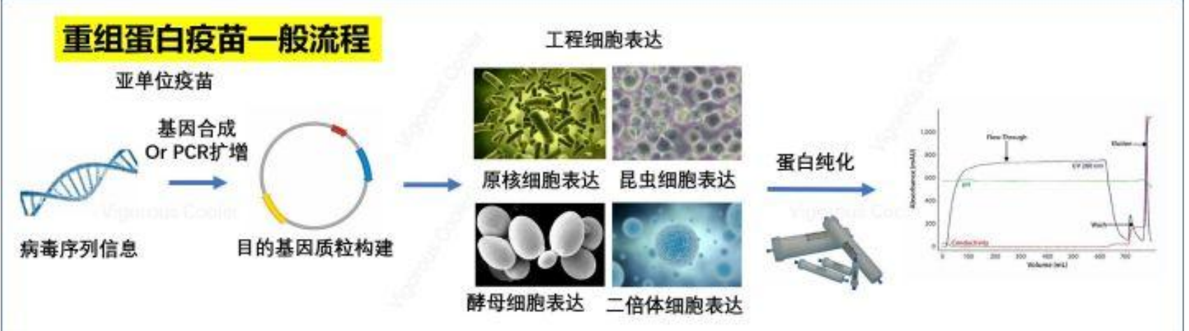 设计突变，稳定新冠病毒S蛋白，中国科学家对新技术疫苗的贡献