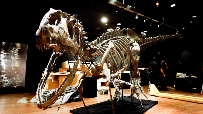 法国巴黎将拍卖罕见异特龙骨架化石