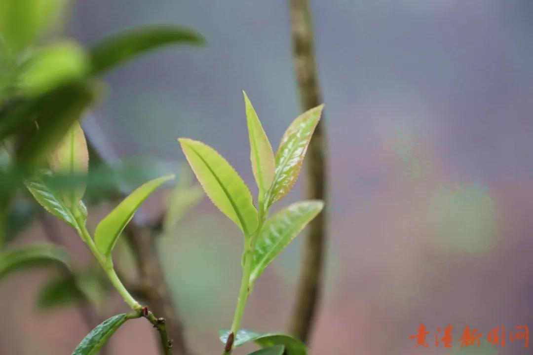 探访藏在高山云雾里的珍稀野生始祖茶