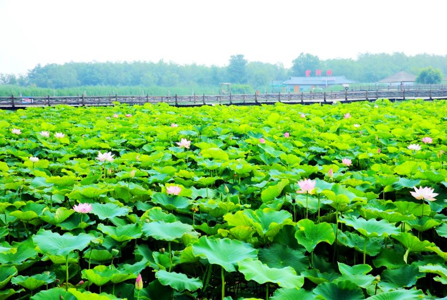 2021合陽縣第四屆旅游文化季即將啟動（組圖）