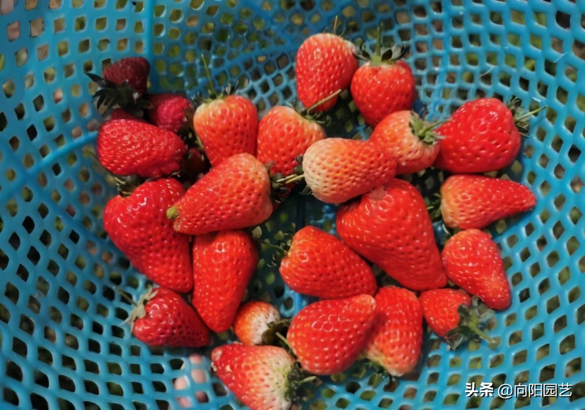 盆栽的草莓 开花要授粉 定期喷杀虫药 否则很难结出果子 向阳园艺 Mdeditor