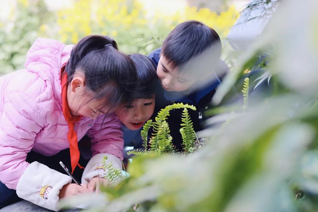 带上五官到校园里寻找春天——成都市华中附小大自然的语文课