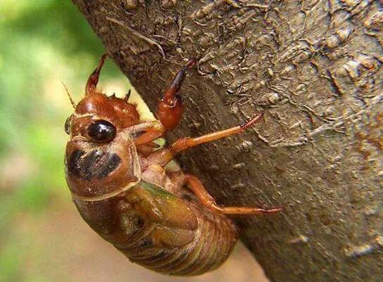 滿樹都是知了猴兒