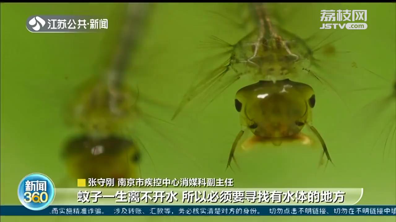 南京9月将迎来&ldquo;秋蚊子&rdquo;小高峰 今年蚊子比去年少