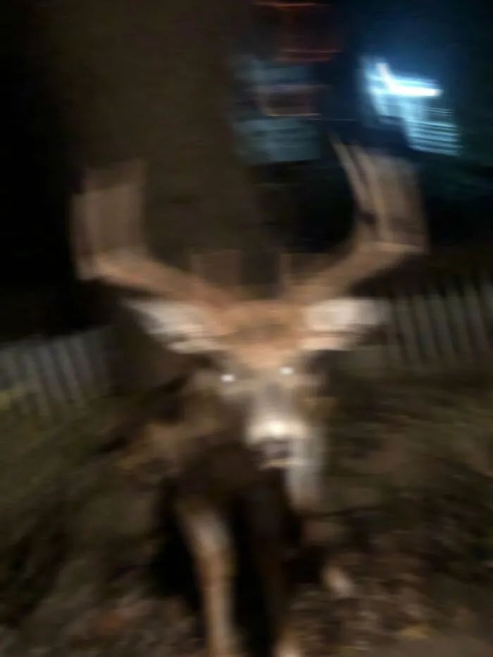 Atlas | Eider down takes the advantage that buys big drop, be clear at a glance with a ha is breathed out