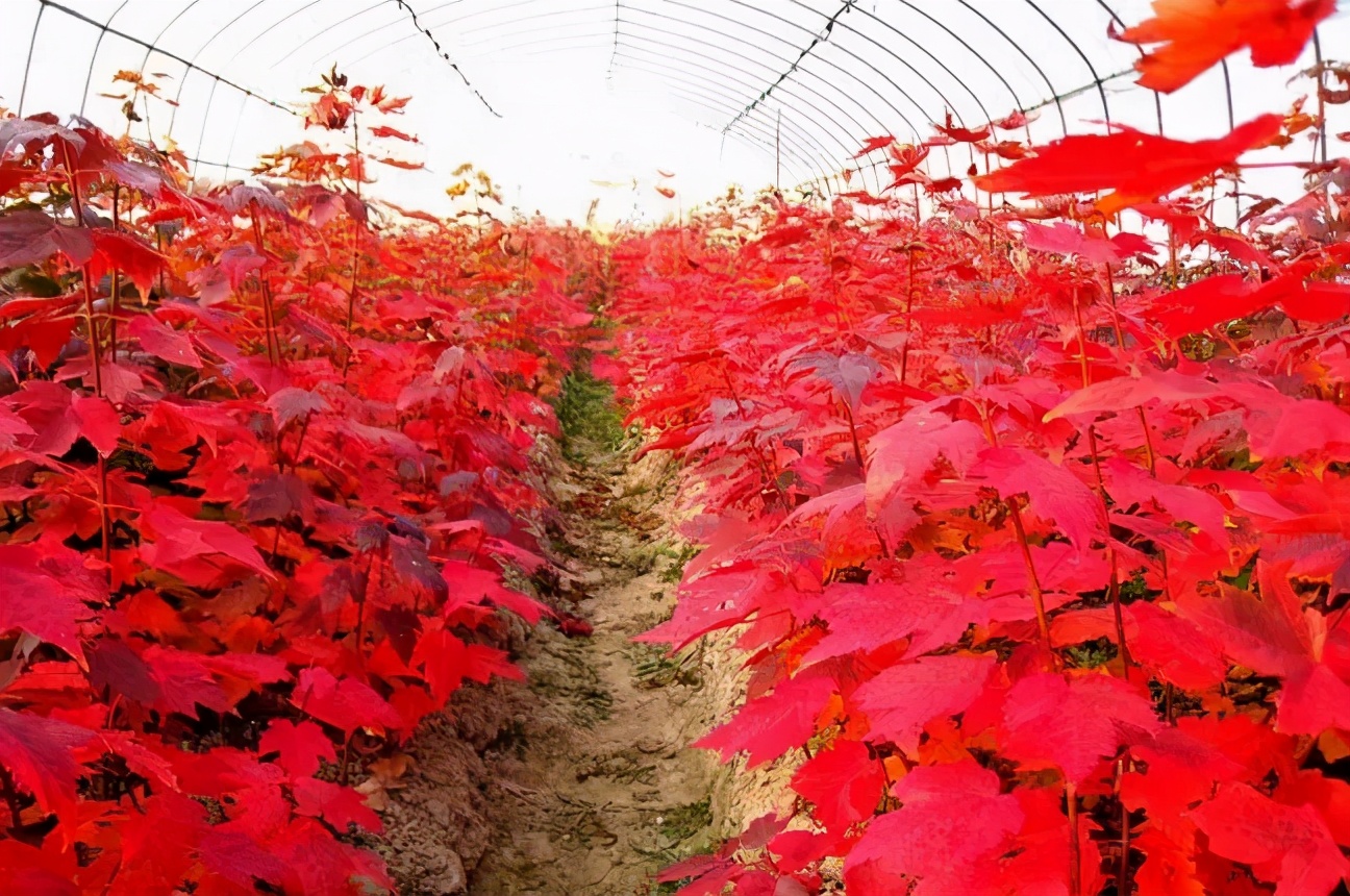 同樣是紅楓，日本紅楓、美國紅楓、中國紅楓到底有何不同？