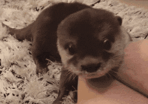 將鱷魚當做大餐，食人魚當做零食，凶猛的亞馬遜河狼——巨獺