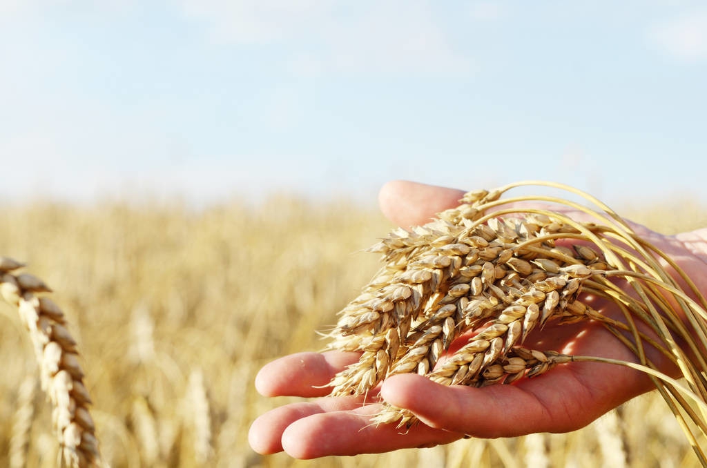 权威预测：新小麦托市收购启动可能性大，价格