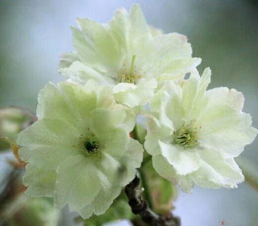 You had seen precious is rare cherry of rare the root-tuber of aromatic turmeric