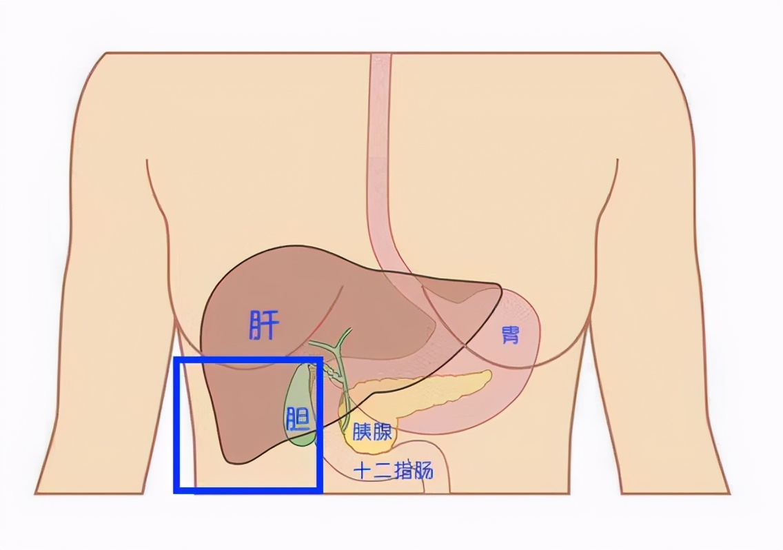 腹痛？送您一张“腹部地图”