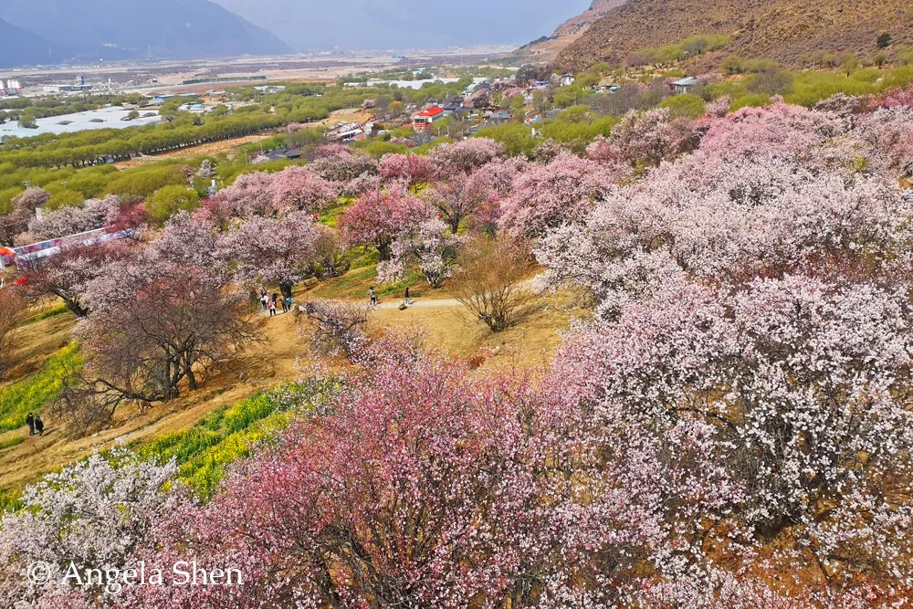 野去林芝桃花团现场报道第一弹