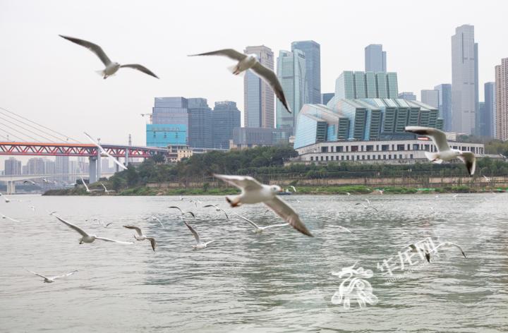 重庆两江交汇处成红嘴鸥乐园 这些待客之道需知道