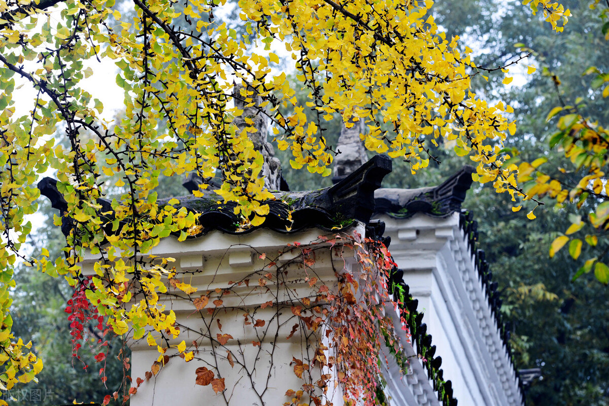 南京的秋天，美成了金陵该有的样子，谁能不爱？插图22