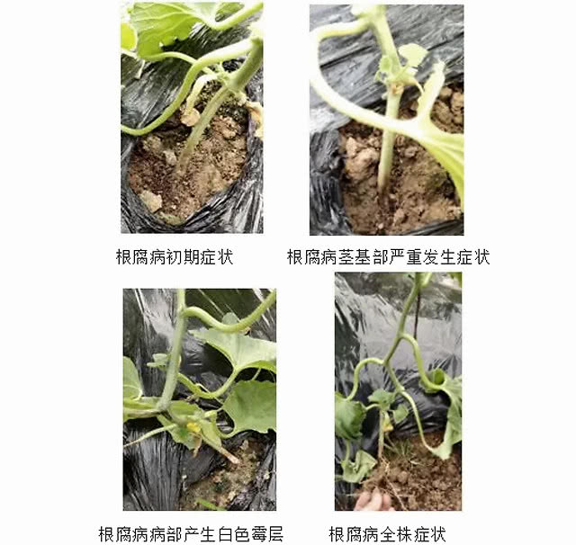 甜瓜重茬根腐用什么灌根好？枯萎黄萎喷什么药